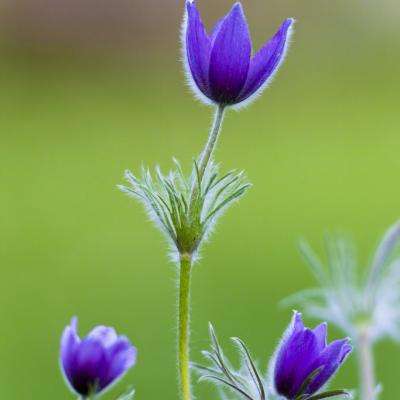 郑佩佩自传中写到张翰，十年前录《花少》给他起外号叫“少爷”