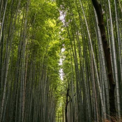 当代作家周大新《湖光山色》英文版发布会成功举办